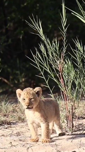 Cute lion cub waiting for mom #lion #shorts