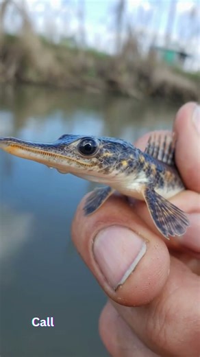 From Tiny Fry to Freshwater Giants: Extreme Fish Transformations #shorts #fish #animals #wildlife
