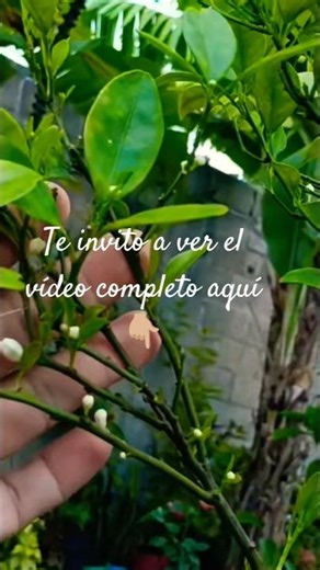 Mandarin 🍊 in a pot