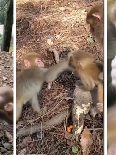 😂Little Monkey Attacked The Baby Monkey. Why Does He Do This? #monkey #petmonkey #viralvideo #virals #USA #tiktok #foryou