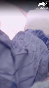 Ginger, una cocker spaniel de ocho años, enfrenta una delicada cirugía para remover una masa de 3kg en su bazo. Su condición es crítica: tiene anemia y un soplo en el corazón que complican todo el procedimiento 🩺💔🐶 #VeterinariosDeTexas Disfruta el contenido de Discovery en MAX. Suscríbete ahora: https://bit.ly/MAX-AnimalPlanetLa | Animal Planet Latinoamérica