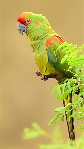Red-Fronted Macaw – The Rare Parrot from Bolivia | Luxury Exotic Bird Documentary #viralanimals #Animals #AnimalsofTikTok #NatureDocumentary #ViralAnimals
