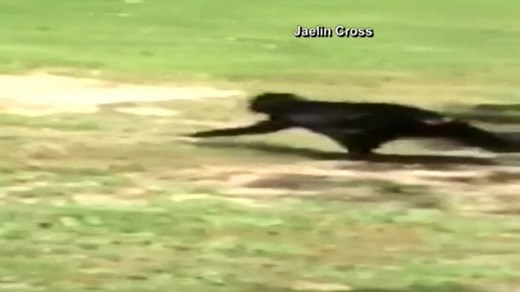 Monkey Escapes from Memphis Zoo Enclosure