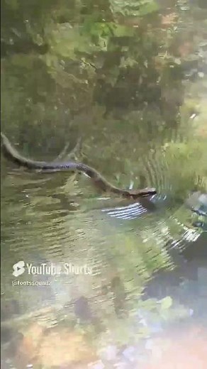 water moccasin snake going for a swim on a warm day subscribe and comment