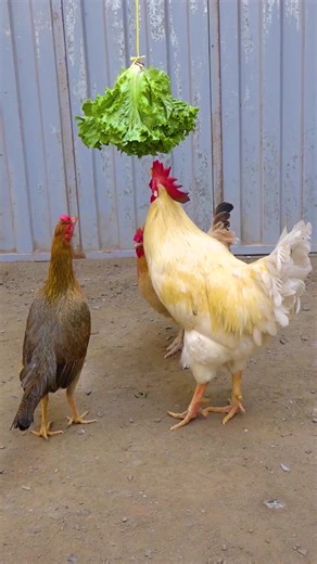 2.2M views · 16K reactions | 藍 Las gallinas también tienen su propia piñata 藍 #reels #reelsfacebook #parati #mascotas #animales #animals #fyp #viral #tiktok #funnyvideos | Lino El Gallo Con Botas | Facebook