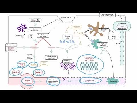 The Kinin System for the USMLE Step 1