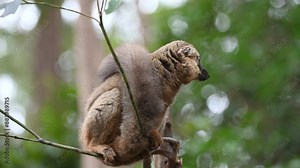 A Grey Mouse Lemur Perched On A Tree Branch In The Madagascar Rainforest. small primate native to Madagascar, sits perched on a tree branch, its tail curled behind it.
