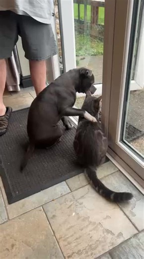 our pup roxy and nemo the kitten are the best of friends 🧡 so glad we got them at the same time 🥰#kittenandpuppy #fyp#bestfriends#igotyou