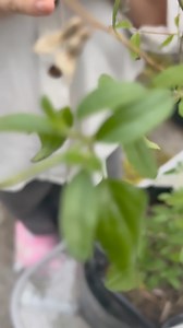 Salvia microphylla- Salvia roja. Usos y propiedades de una plantita ornamental pero también medicinal Botiquín de origen divino y natural ♥️♥️🍃🍃🍃🍃 | Herboristería Marión Aguilera