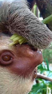 Happy Munchy Monday! Indulge in an ASMR video featuring Mocca enjoying some snacks - a delightful start to your week. 🌿 Special thanks to Volunteer Mara for capturing the moment! #asmr #theslothinstitute #slothlove #eatyourgreens | The Sloth Institute Costa Rica