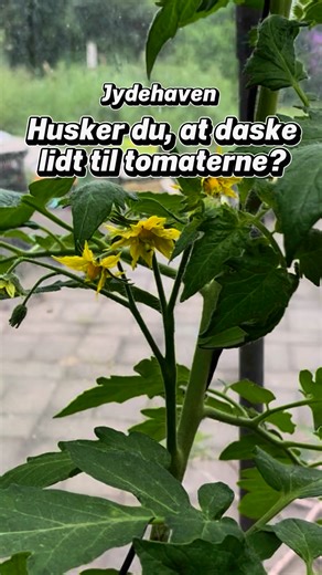 Du får flere tomater på planterne i drivhuset, hvis du jævnligt giver tomatplanterne en lille rystelse, som får blomsterne til at ryste pollen fri og bestøve sine støvfangere, så blomsten bestøves og tomaten dannes. Det sker ofte af sig selv, men ofte ikke inde i drivhus, hvor vind og insekter ikke kommer så meget... | Jydehaven.dk