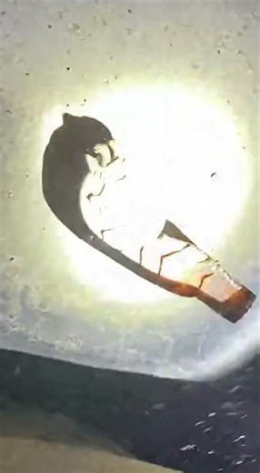 Hidden Police Motorcycle Discovery