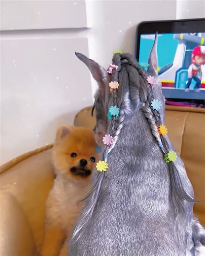 5.2M views · 10K reactions | Cute dog gets braids  | Bee Inspired | Facebook