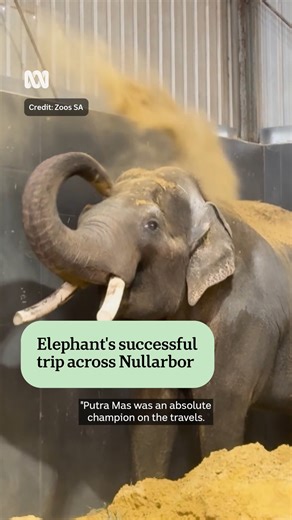 101K views · 2.5K reactions | Putra Mas the Asian elephant has...
