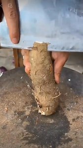185K views · 201 reactions |  Dive into quick farming hacks with our bite-sized tips #farming #farm #plants #grafting | Kito.Uno | Facebook