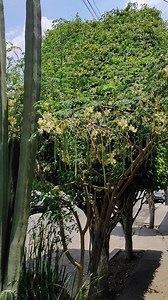 El Árbol de Moringa mejor conocido como árbol de la vida 🌳 #plantlover #plantlove #virals #planta #parati #plantlife #foryour #plantlovers #jardineria #jardin #flores #arbol #nutricion #tree #beneficios #nutrientes #proteina #natural #antioxidante | Sueños Plantiles