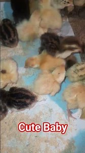 #quail #youtube #ইউরোপিয়ান #viralvideos