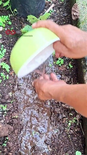 Is it possible to grow grapes without roots?