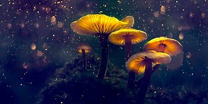 How Magic Mushrooms Restructure the Brain | Neuroscience