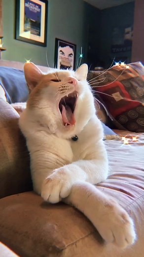 I played this sound for him and he loved it 🥺💗✨🌸 #fyp #cat #sleepy #catsoftiktok #aesthetic #foryoupage