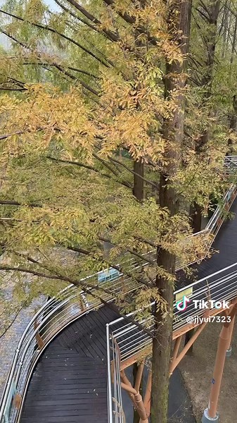#ConSantanderConecto 🍁장태산 자연 휴양림 Jangtaesan Natural Recreation Forest 📍 대전광역시 서구 장안로 461 ✅ 입장료 / 주차 무료 . . . #장태산 #장태산자연휴양림 #대전여행코스 #koreangirl #koreatravel #단풍명소 #여행에미치다 #단풍여행