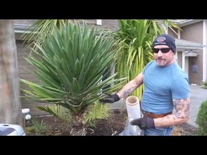 How to Transplant Yucca gloriosa Part One