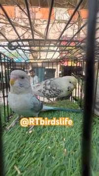 Lalukhet Exotic Birds Market Update Video 2025 #shortsfeed #trending #viralvideo #pakistan #birds