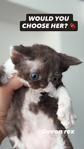 MY RARE CHOCOLATE BICOLOR DEVON REX 🤎 Almost 6 weeks old • Female • Canada #DevonRex #DevonRexKitten #DevonRexCanada #DevonRexBreeder #ChocolateDevonRex BicolorDevonRex RareDevonRex DevonRexKittensForSale DevonRexCattery CurlyCoatCat | Curly Pride Cattery - Devon Rex Breeder Toronto ON, Canada