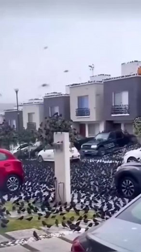 Mesmerizing Sight: Flocks of Crows Descend on Kyoto, Japan (07.02.2023)