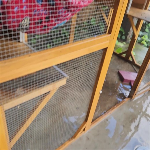 2.6K views · 30 reactions | The squirrelio was infested with water bugs from the rain. So it had to be washed out fully. Those are nasty bugs. This may not totally handle it but its a start. | Peanut and Rip and Rocky the Squirrel, Scarlette and Sparky the Squirrel | Facebook