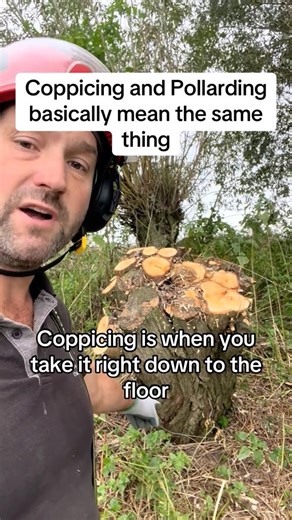 coppicing and pollarding basically mean the same thing.