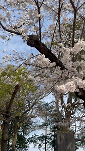 We have had a few cold days recently, so the cherry blossoms are lasting a little bit longer than normal this year. This was taken in Shakujii, Tokyo, this afternoon. | Tokyo pearl