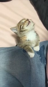 223K views · 4.2K reactions | 藍藍 | Pets Story | Facebook