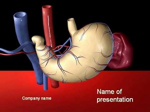 Digestive System PowerPoint Template