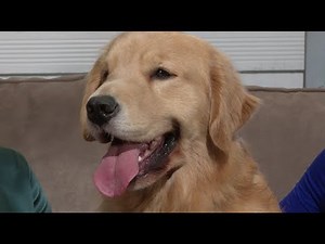 Spot the Signs of Canine Osteoarthritis in Your Dog