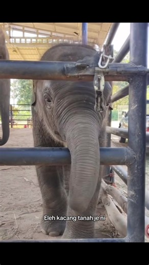 Last skali tu mmg ltak sound ori sbb cute dgar suara dia takot kumbang 😂😂😂😂😂😂 btw happy rainy day gais hujan je x berhenti moga rezeki kita pn mcm tu juga Aamiin 🤲🏻🤲🏻🤲🏻#fyppppppppppppppppppppppp #elephant #fyp #🤍🤍🤍 #trending