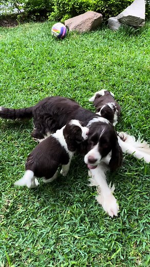 SpringerSpaniel.pe on TikTok