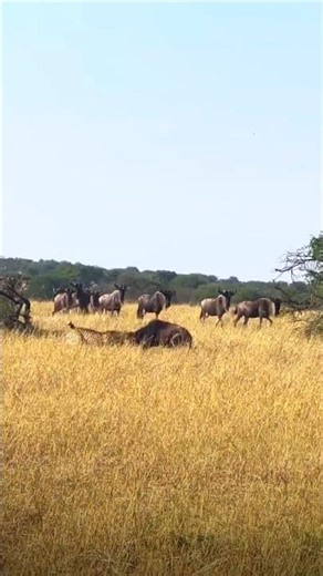Leopard Hunt Observed from a Distance | Understanding Wildlife Chase Behavior | #tanzania #kenya