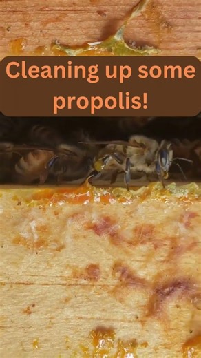 Cleaning Propolis from the Hive