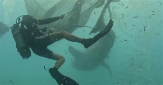 Thợ lặn giải cứu 5 cá mập voi bị mắc lưới