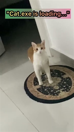 Cat.exe stopped working 🐈‍⬛🤖 #shorts #funnycats #glitch #catlife #systemerror #funnyvideo #viral