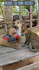 3 friends | Jay Coded