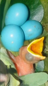 Baby Bird Hatching from Blue Egg | Incredible Real Nest Footage #Shorts