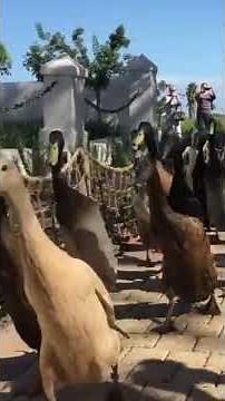 Indian runner ducks doing what they do best