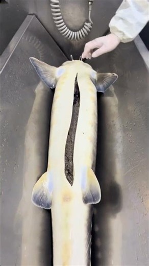 caviar harvesting process #fish #caviar #fishing #caviarforsale #food #seafood #animals #satisfying