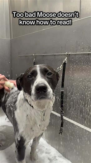 Letting our dogs choose their day at tail town! #doggydaycare #doggrooming #doggroomer #bathtime