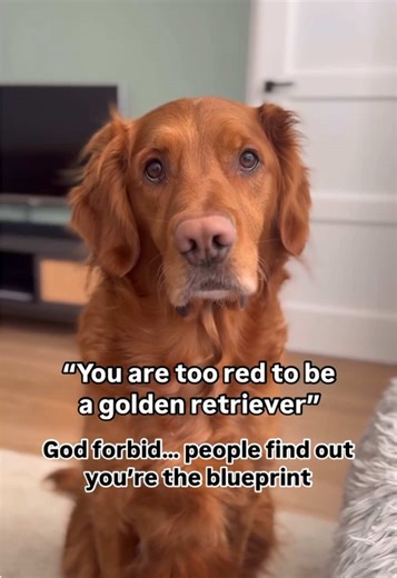 Understanding the Red Golden Retriever Breed
