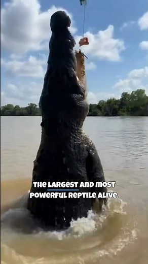 Alligators Are Huge… But Crocodiles Are Bigger