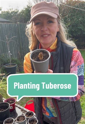 How to Grow Fragrant Tuberose Flowers