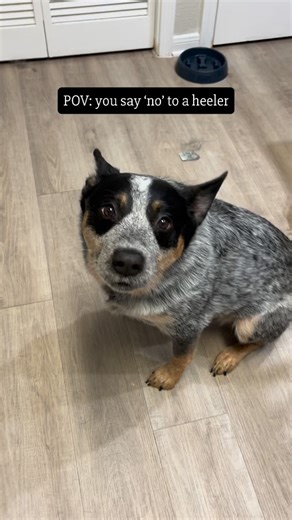 Hang in there heeler pawrents! 😮‍💨 ……… IB: @shibaleili #blueheelers #cattledogs #heelerdog #doghumor #blueydog #funnydogs #bluey #cutedogs #sideeye #dogtantrum # | Bruno the Blue Heeler
